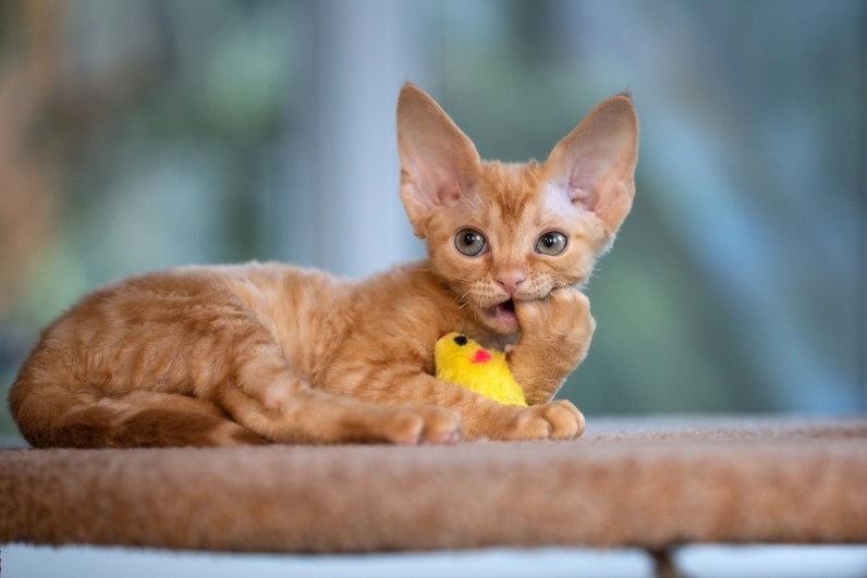 Девон-рекс - Фото 2