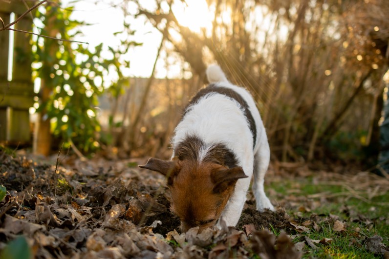 Джек-рассел-тер’єр - Фото 2