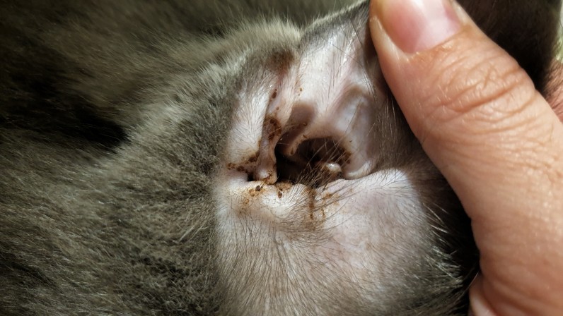 Вушний кліщ у кота: симптоми, лікування та профілактика отодектозу - Фото 2