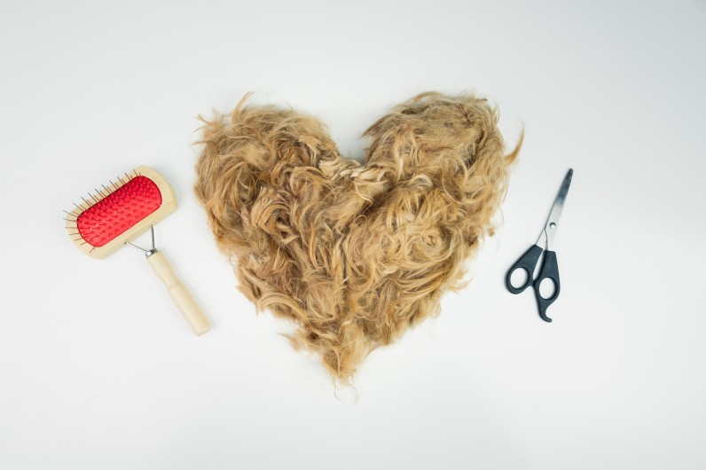 Чи можна стригти котів - Фото 3