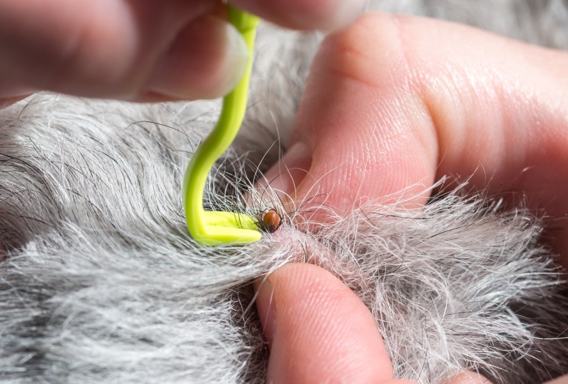 Как защитить кошку или собаку от клещей - Фото 2