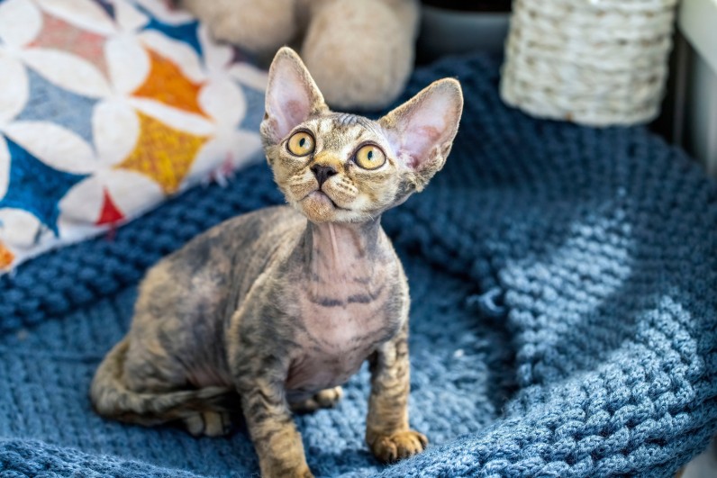 Девон-рекс - Фото 3