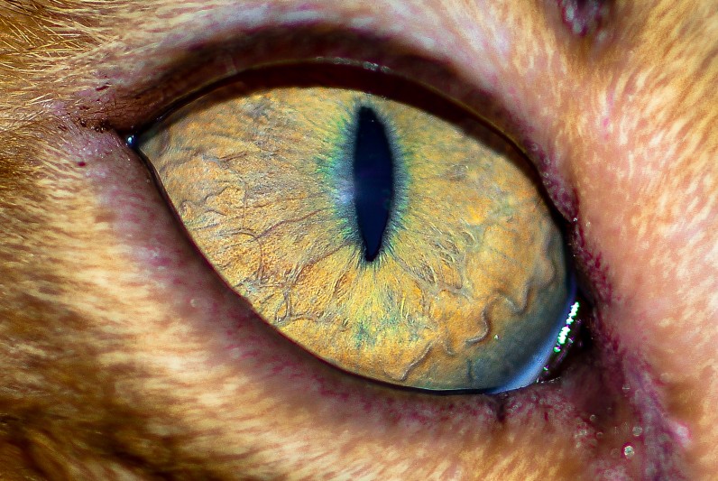 У кошки слезятся глаза - Фото 2