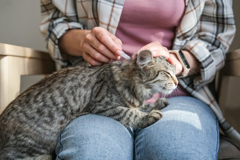 Экто- и эндопаразиты у собак и кошек: причины появления и симптомы заражения - Фото 2