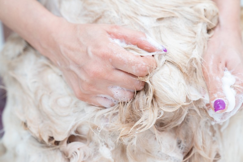 Как купать собаку - Фото 2