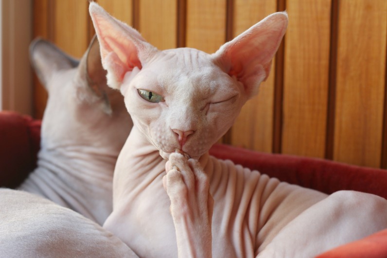 Сфінкс - Фото 2