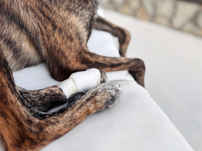 Що таке устюк: небезпека для собак і котів та як вберегти тварин - Фото 2