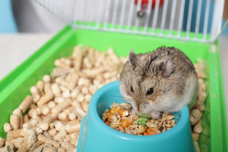 Уход за грызунами - Фото 2