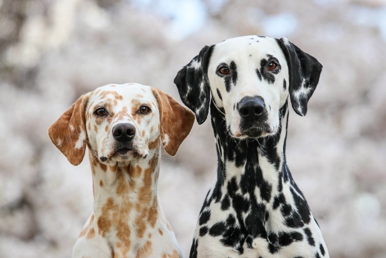 Далматин: все о породе и характере - Фото 2