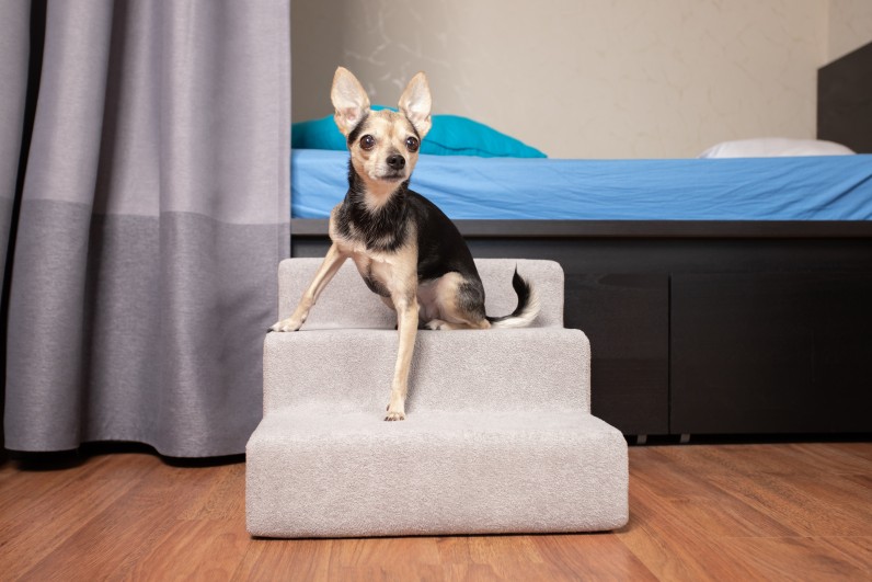 Как ухаживать за пожилыми животными - Фото 2