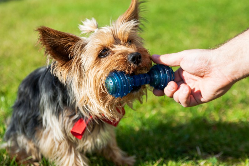 Йоркширский терьер - Фото 3