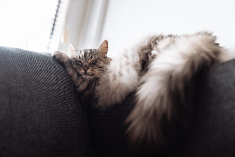 Чому коти мурчать - Фото 2