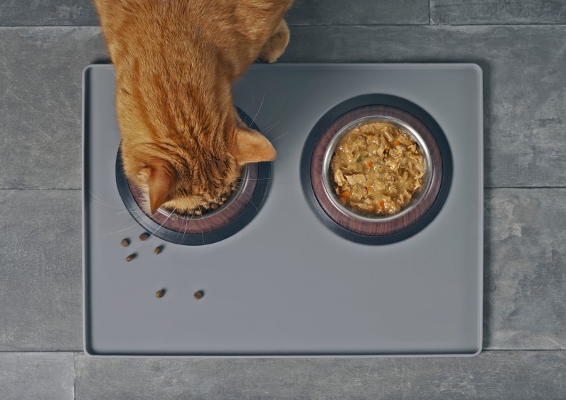 Можно ли смешивать сухой и влажный корм для кошек и собак - Фото 2