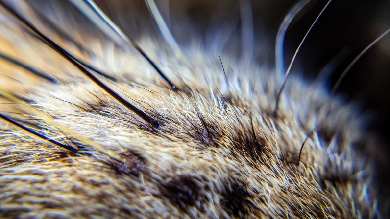 Синдром уставших усов: как определить у своей кошки - Фото 2