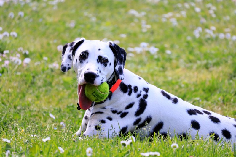 Далматин: все о породе и характере - Фото 3