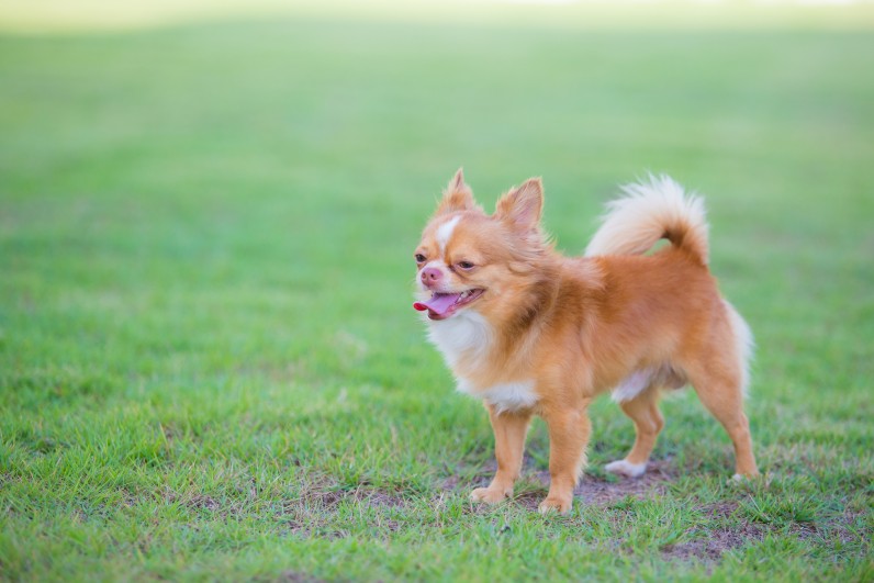 Чихуахуа - Фото 2