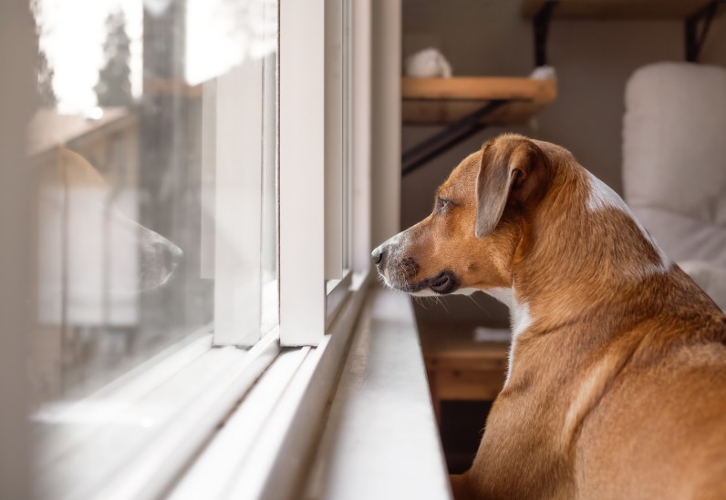 Як привчити собаку залишатися вдома без стресу - Фото 2
