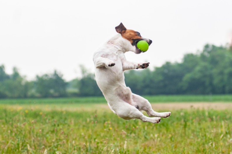 Джек-рассел-тер’єр - Фото 3